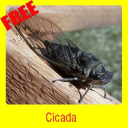Cicada иконка