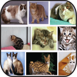 Informasi Jenis Kucing иконка