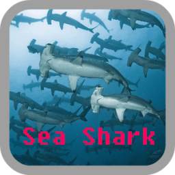 Sea Shark wallpaper