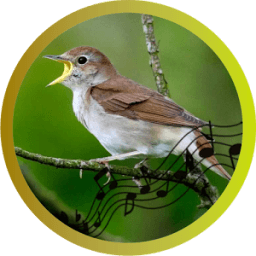 ikon Kicau Burung Nightingale