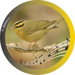 Worm Eating Warbler icon