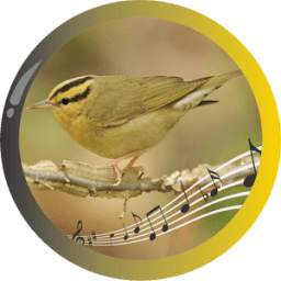 Worm Eating Warbler 1.0
