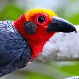 Sabah Birds 1.02