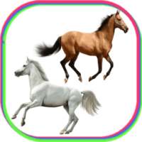 Horse Power Photo Frames on 9Apps