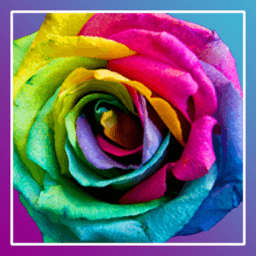 Roses PRO live wallpaper icon