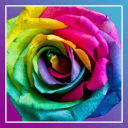 Roses PRO Wallpaper 3.2