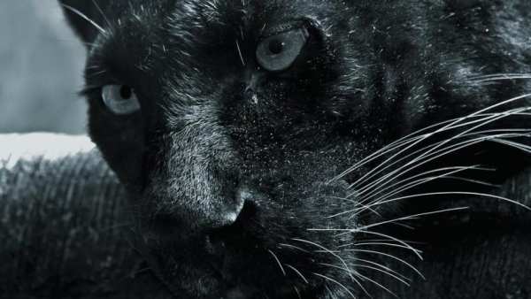 Black Panther Animal wallpaper скриншот 4