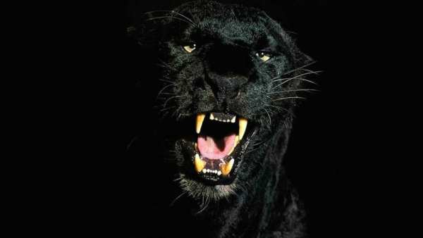 Black Panther Animal wallpaper скриншот 6