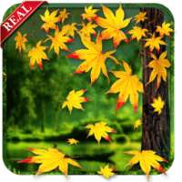 Real Autumn Live Wallpaper