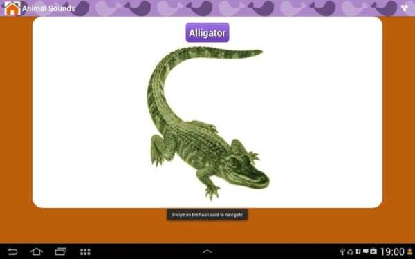 Animal Sounds & Talking Parrot screenshot 4