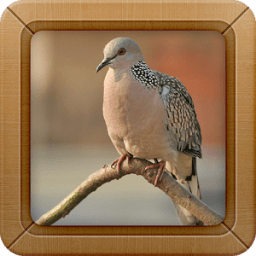 ikon Suara Burung Tekukur Masteran