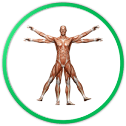 Ensiklopedi Anatomi icon