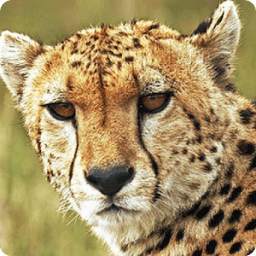 Cheetah live wallpaper 1.4