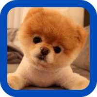 Pomeranian wallpaper on 9Apps