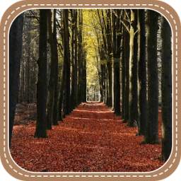 The Beautiful Forest 2.1