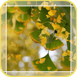 Lake Ginkgo Leaf आइकन