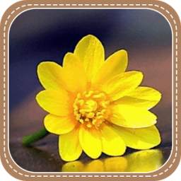 The Yellow Flowers 2.1
