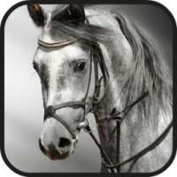Horses Live Wallpapers on 9Apps