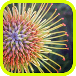 Nature Flowers иконка