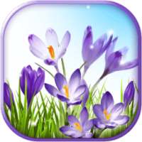 Spring Live Wallpaper App