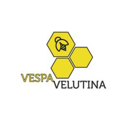 Vespa Velutina - Apiculture