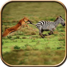 Wild Lion Simulator Game आइकन