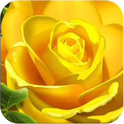 Rose Wallpaper أيقونة