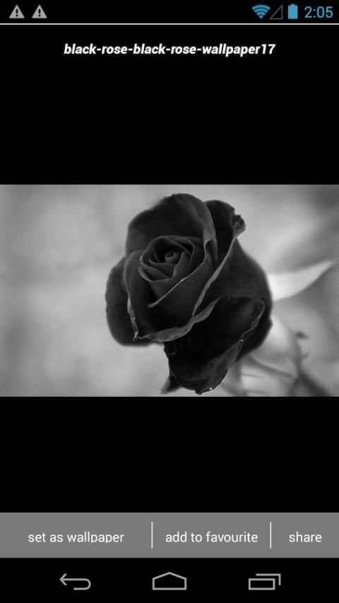 Black Rose Wallpapers HD скриншот 1