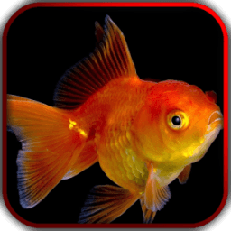 3D Fishes Video Live Wallpaper أيقونة