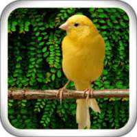 Singing Canary Master