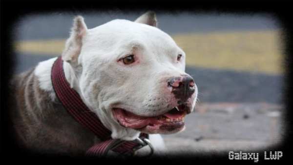 Pitbull Pack 2 Wallpaper 1 تصوير الشاشة