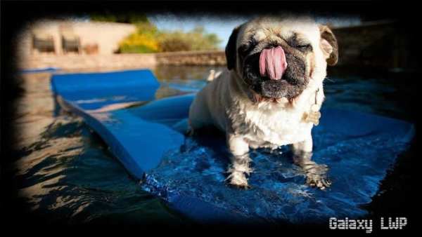 Pug Wallpaper screenshot 3