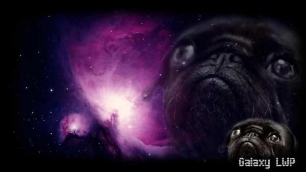 Pug Wallpaper screenshot 4