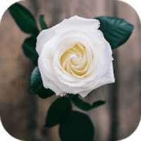 Flower Wallpaper - HD Wallpaper on 9Apps