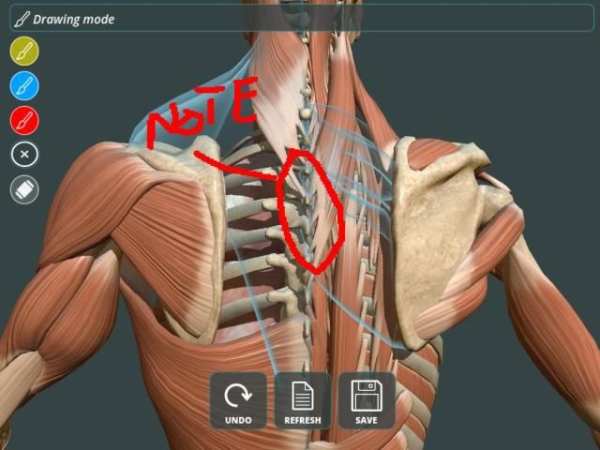 Visual Anatomy 3D | Human स्क्रीनशॉट 4