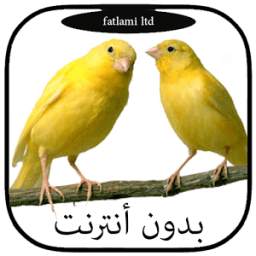 أجمل أصوات طائر الكناري ولحسون 1.0