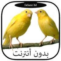 أجمل أصوات طائر الكناري ولحسون