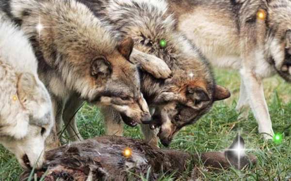 Wolves Sounds live wallpaper 1 تصوير الشاشة