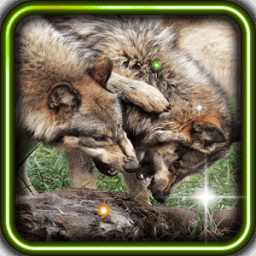Wolves Sounds live wallpaper أيقونة