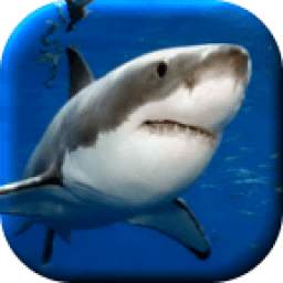 Ferocious Shark 1.0