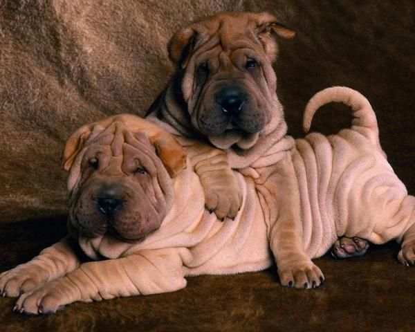 Shar Peis Wallpapers screenshot 1