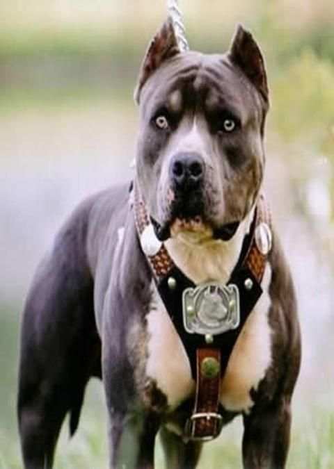Pitbull wallpapers screenshot 4
