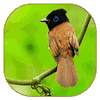 Cute Bird 1.0