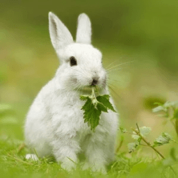 ikon Rabbits Wallpapers