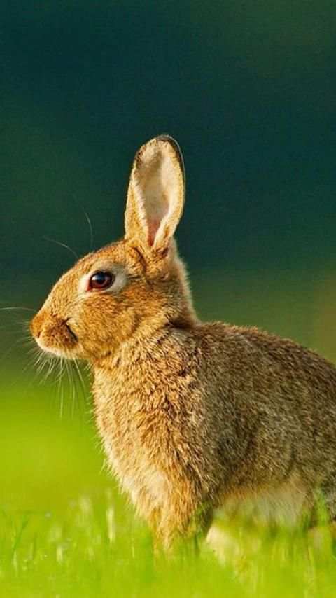 Rabbits Wallpapers скриншот 4