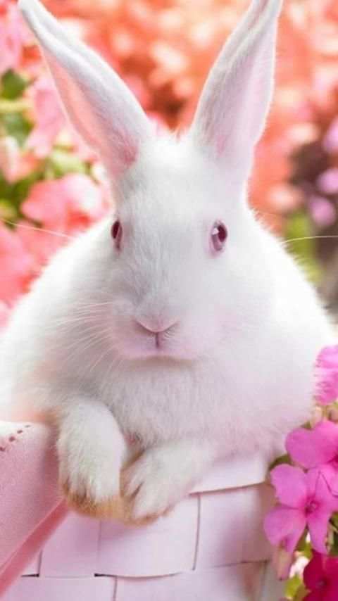 Rabbits Wallpapers скриншот 17