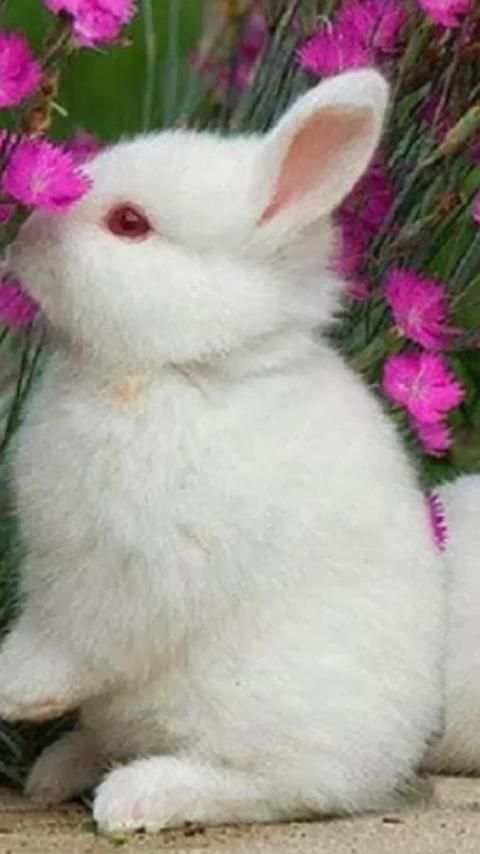 Rabbits Wallpapers скриншот 1