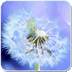 Galaxy S4 Sun And Dandelion Live Wallpaper 1.1.2