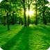 Magic 3D Forest 1.11