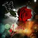 Love Red Rose Live Wallpaper